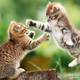 Illustration for article titled EA Weighs in on Activision Settlement in Delightfully Catty Fashion